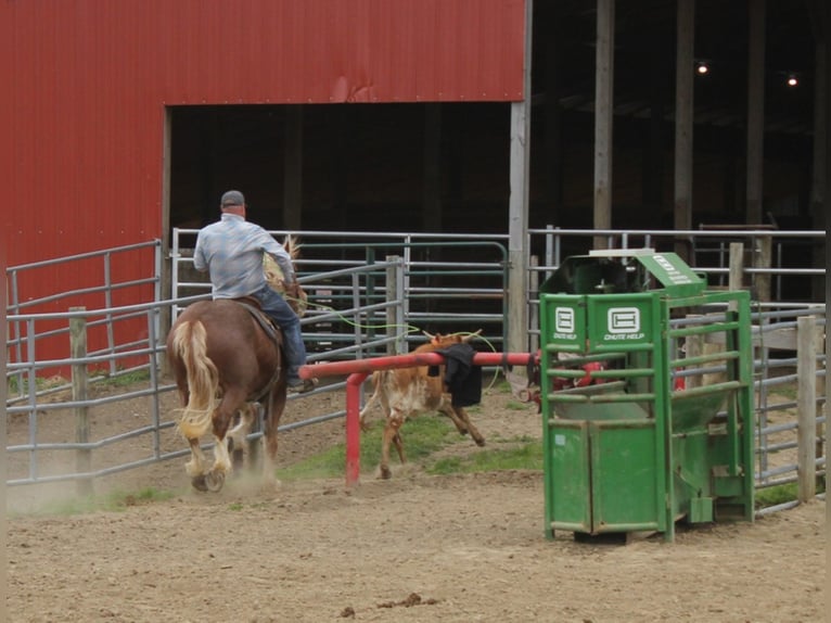 Cheval de trait Hongre 9 Ans 160 cm Alezan cuivré in Brodhead Ky