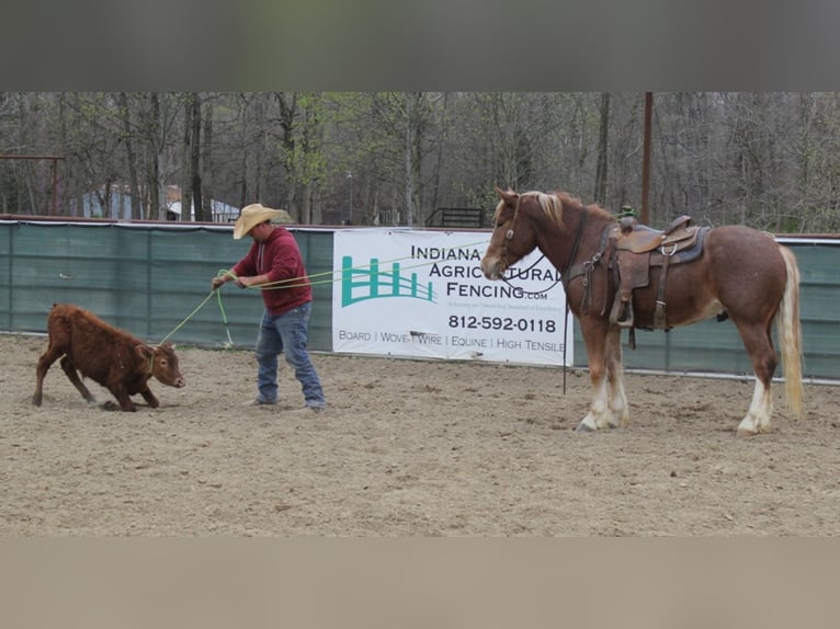 Cheval de trait Hongre 9 Ans 160 cm Alezan cuivré in Brodhead Ky