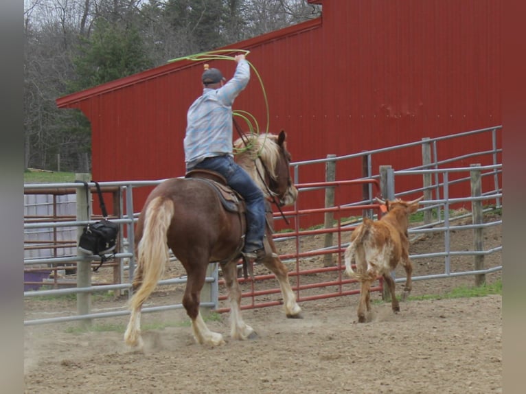 Cheval de trait Hongre 9 Ans 160 cm Alezan cuivré in Brodhead Ky