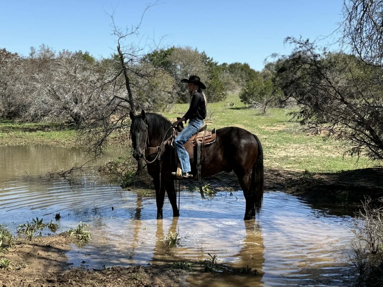 Cheval de trait Hongre 9 Ans 160 cm Noir in Weatherford