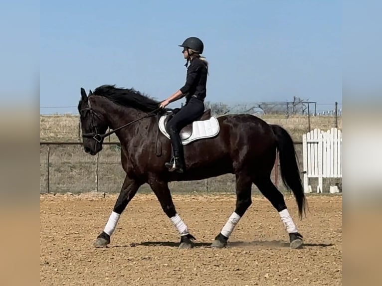 Cheval de trait Hongre 9 Ans 160 cm Noir in Weatherford