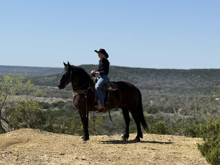 Cheval de trait Hongre 9 Ans 160 cm Noir in Weatherford