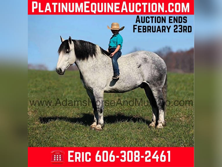 Cheval de trait Hongre 9 Ans 163 cm Gris pommelé in Mount Vernon, KY