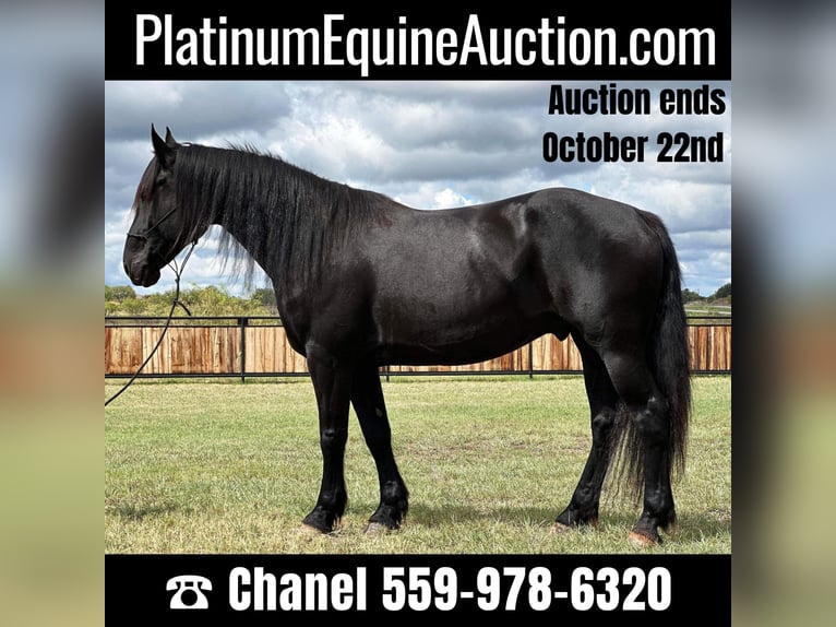 Cheval de trait Hongre 9 Ans 163 cm Noir in Byers TX