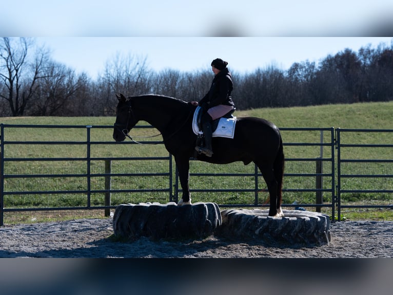 Cheval de trait Croisé Hongre 9 Ans 163 cm Noir in Fredericksburg