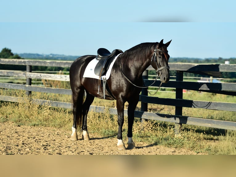 Cheval de trait Croisé Hongre 9 Ans 163 cm Noir in Fredericksburg
