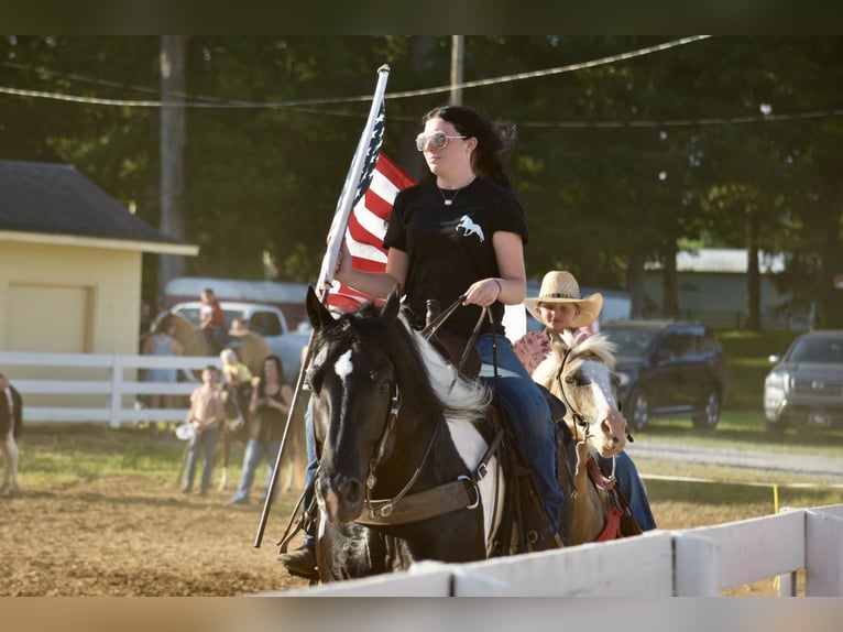 Cheval de trait Croisé Hongre 9 Ans 163 cm Pinto in Crab Orchard