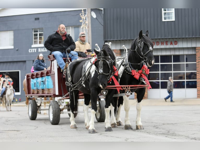 Cheval de trait Croisé Hongre 9 Ans 163 cm Pinto in Crab Orchard