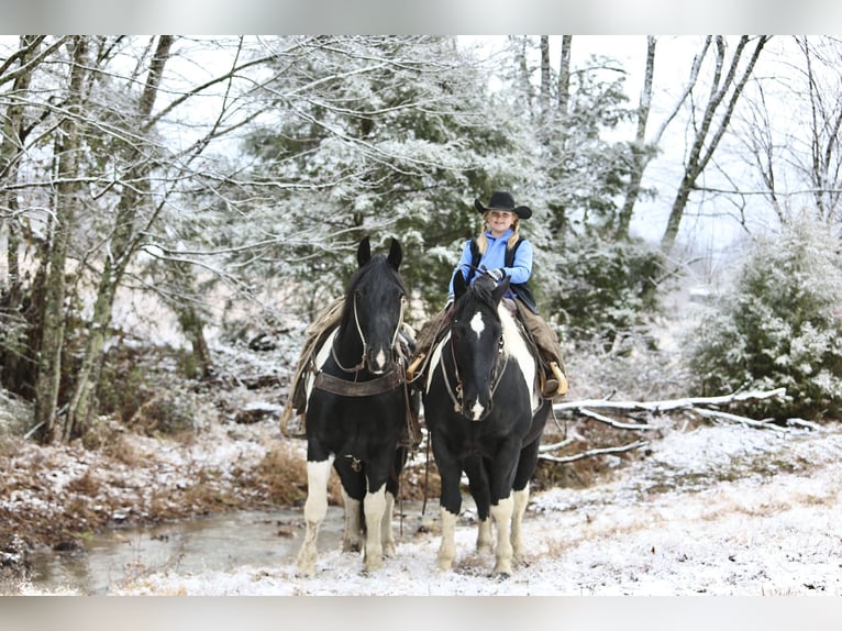 Cheval de trait Croisé Hongre 9 Ans 163 cm Pinto in Crab Orchard