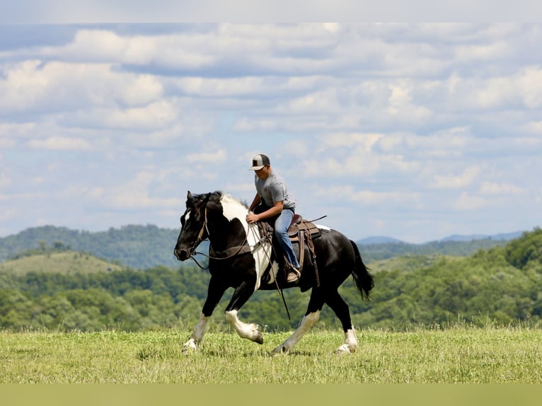 Cheval de trait Croisé Hongre 9 Ans 163 cm Pinto in Crab Orchard