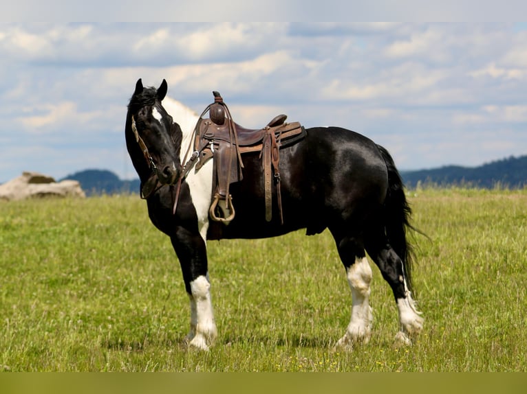 Cheval de trait Croisé Hongre 9 Ans 163 cm Pinto in Crab Orchard