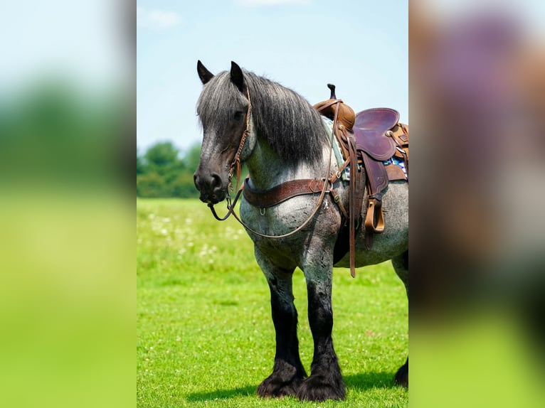 Cheval de trait Croisé Hongre 9 Ans 163 cm Rouan Bleu in Clarion