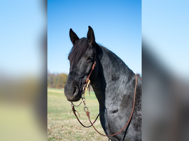 Cheval de trait Croisé Hongre 9 Ans 163 cm Rouan Bleu in Henderson, KY