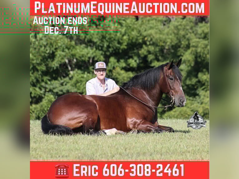 Cheval de trait Hongre 9 Ans 168 cm Bai cerise in Mount Vernon, KY