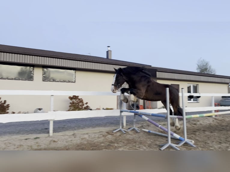 Cheval de trait Croisé Hongre 9 Ans 173 cm Bai cerise in Vilnius