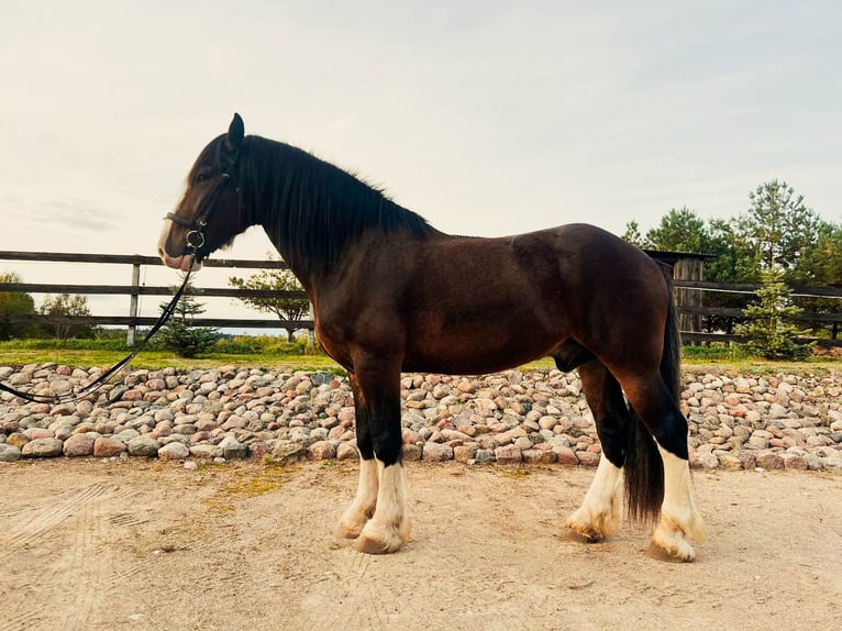 Cheval de trait Croisé Hongre 9 Ans 173 cm Bai cerise in Vilnius