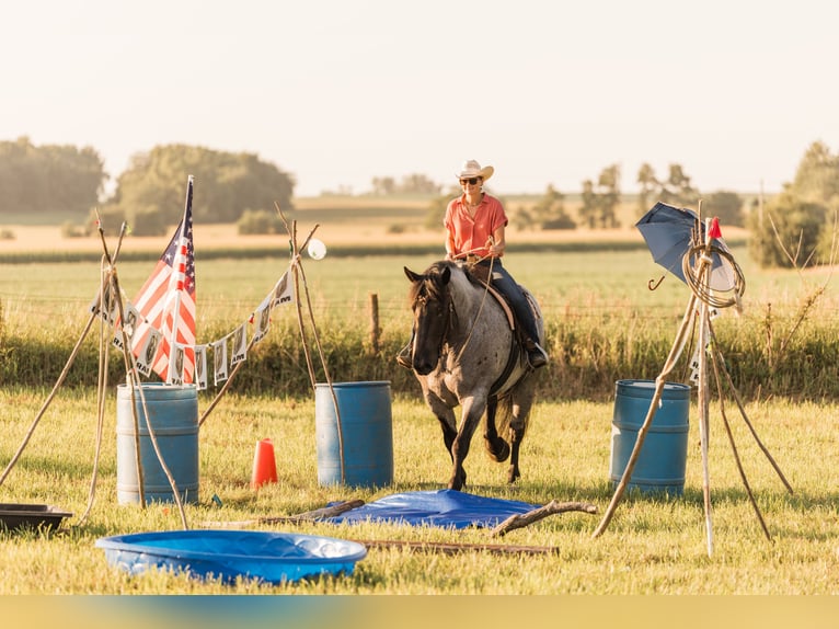 Cheval de trait Croisé Hongre 9 Ans 173 cm Rouan Bleu in Marshalltown