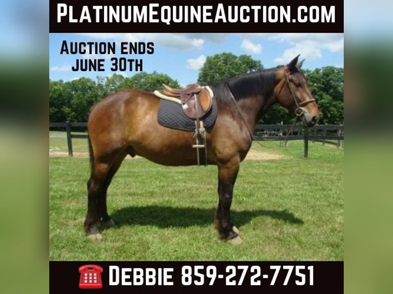Cheval de trait Hongre 9 Ans 175 cm Bai cerise in LEXINGTON, KY