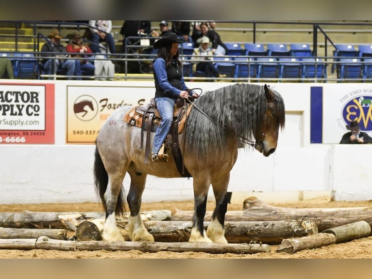 Cheval de trait Hongre 9 Ans 175 cm Roan-Bay in Auburn KY