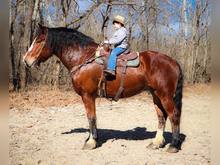 Cheval de trait Hongre 9 Ans Bai cerise in Hillsboro KY