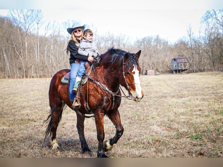 Cheval de trait Hongre 9 Ans Bai cerise in Hillsboro KY