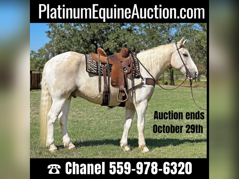 Cheval de trait Hongre 9 Ans Palomino in Jacksboro TX