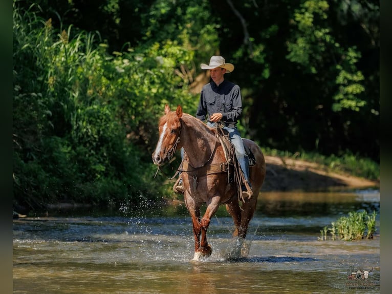 Cheval de trait Croisé Hongre 9 Ans Rouan Rouge in Auburn
