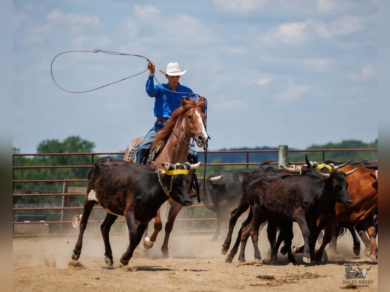 Cheval de trait Croisé Hongre 9 Ans Rouan Rouge in Auburn