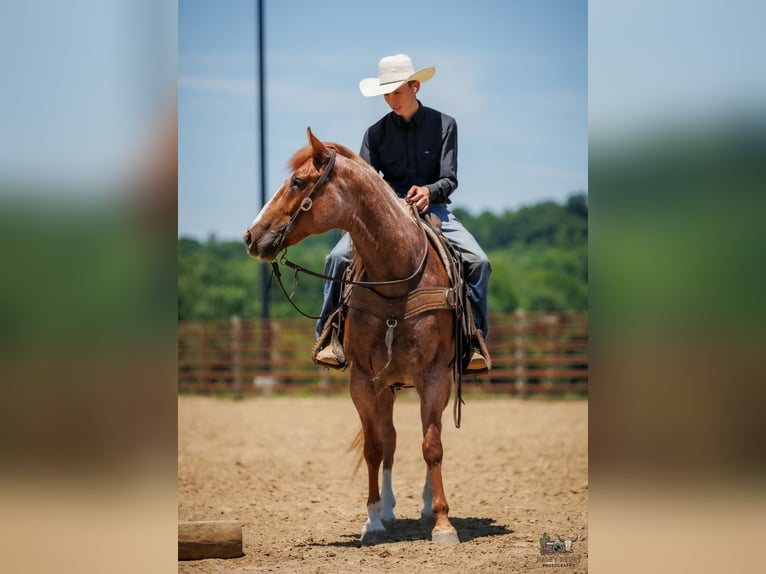 Cheval de trait Croisé Hongre 9 Ans Rouan Rouge in Auburn