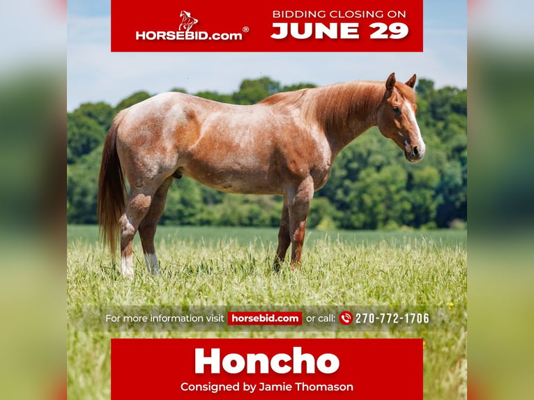 Cheval de trait Croisé Hongre 9 Ans Rouan Rouge in Auburn