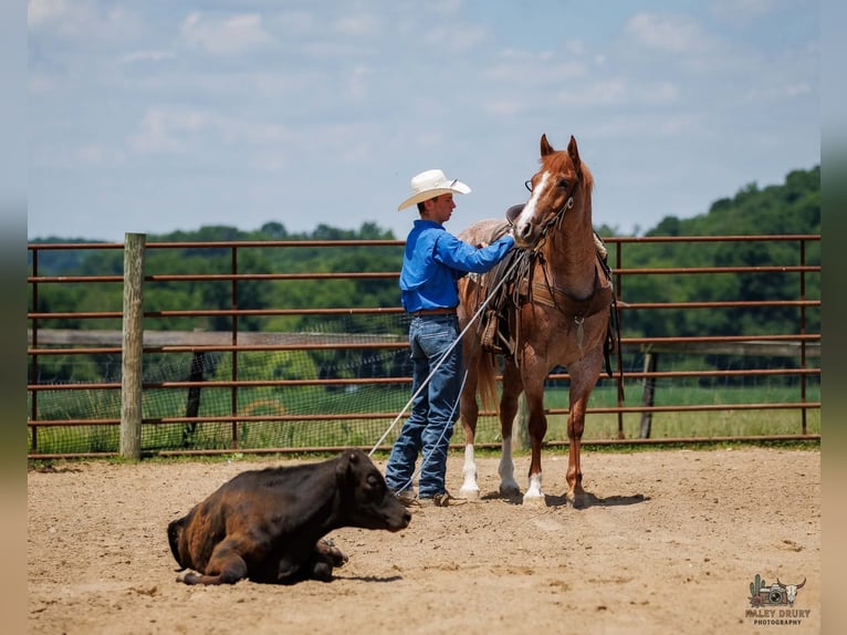 Cheval de trait Croisé Hongre 9 Ans Rouan Rouge in Auburn