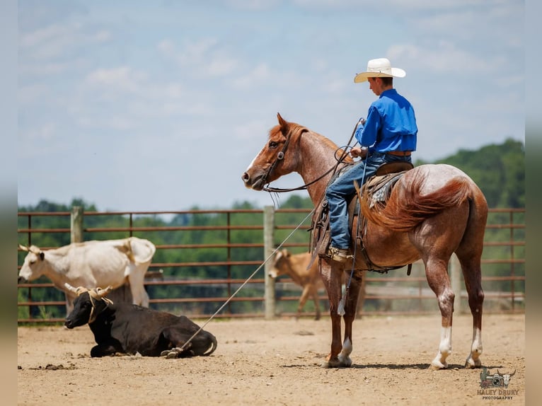 Cheval de trait Croisé Hongre 9 Ans Rouan Rouge in Auburn