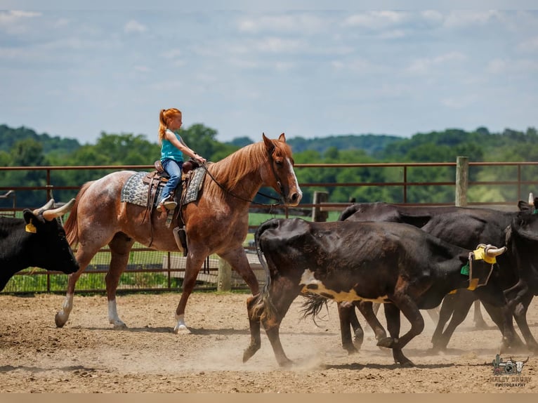 Cheval de trait Croisé Hongre 9 Ans Rouan Rouge in Auburn