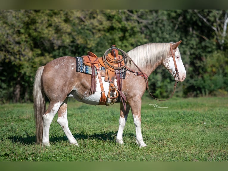 Cheval de trait Croisé Jument 10 Ans 163 cm Sabino in Hastings