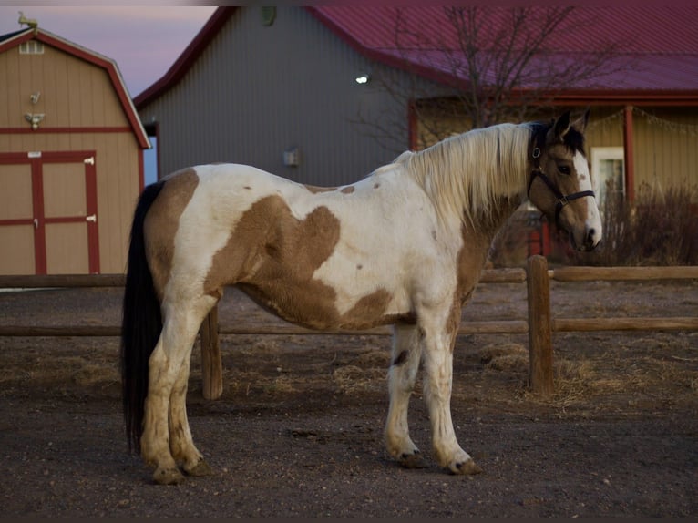 Cheval de trait Croisé Jument 10 Ans 165 cm Pinto in Fort Collins