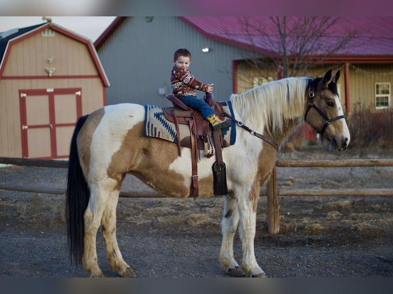 Cheval de trait Croisé Jument 10 Ans 165 cm Pinto in Fort Collins