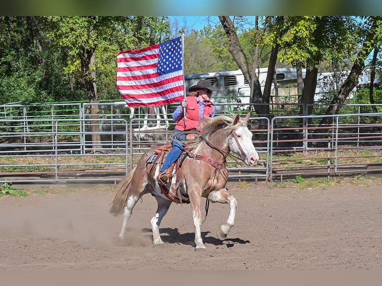 Cheval de trait Croisé Jument 11 Ans 163 cm Sabino in Hastings