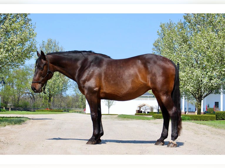 Cheval de trait Jument 11 Ans 165 cm Bai cerise in Highland MI