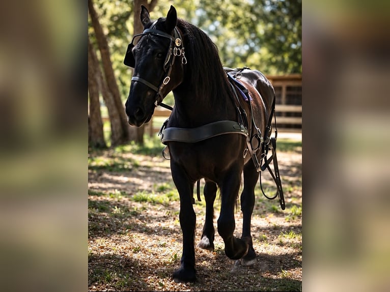 Cheval de trait Jument 12 Ans 165 cm Noir in Land O Lakes