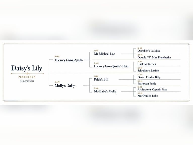 Cheval de trait Jument 12 Ans 165 cm Noir in Land O Lakes