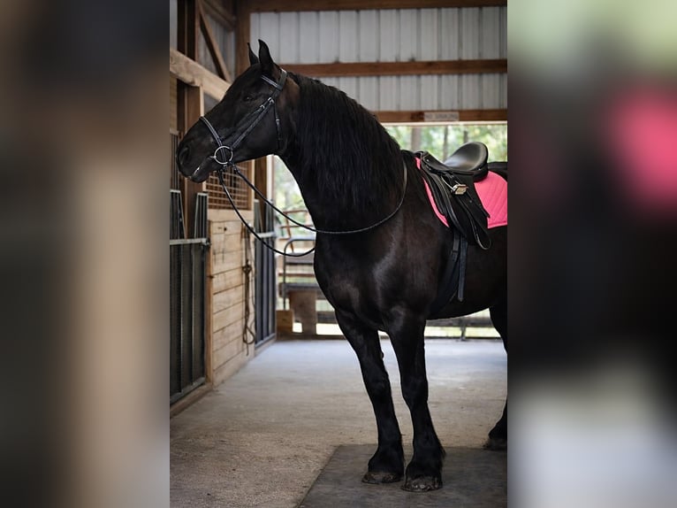 Cheval de trait Jument 12 Ans 165 cm Noir in Land O Lakes