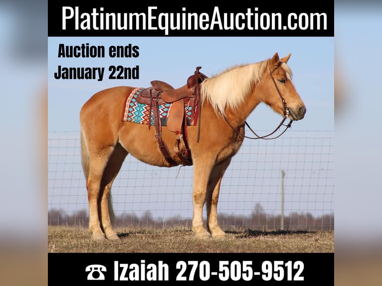 Cheval de trait Jument 12 Ans Palomino in Sonora, KY
