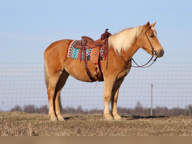 Cheval de trait Jument 12 Ans Palomino in Sonora, KY