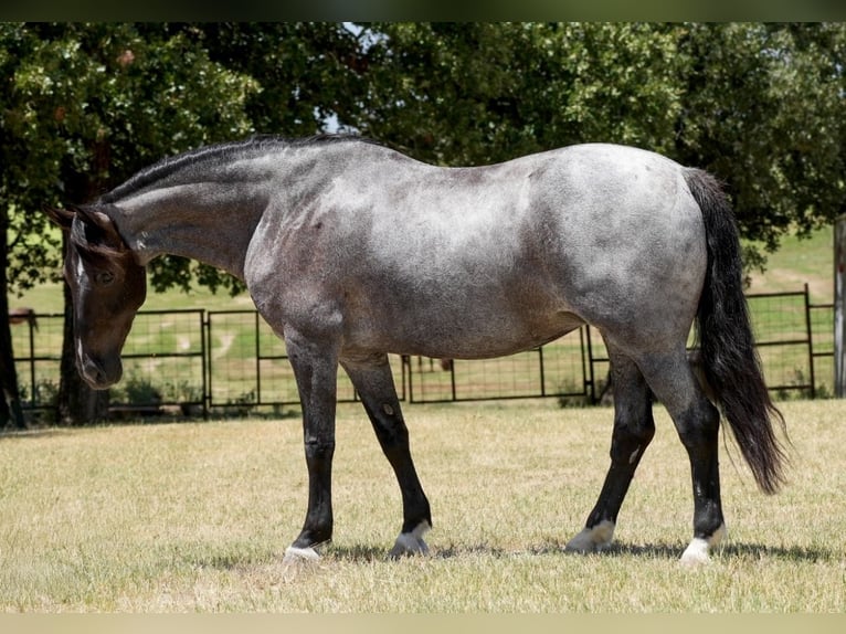Cheval de trait Croisé Jument 12 Ans Rouan Bleu in Cisco