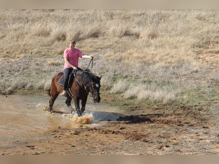 Cheval de trait Jument 13 Ans 163 cm Noir in Poolville