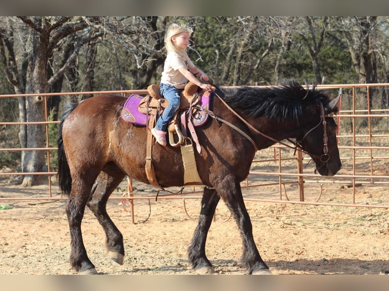 Cheval de trait Jument 13 Ans 163 cm Noir in Poolville