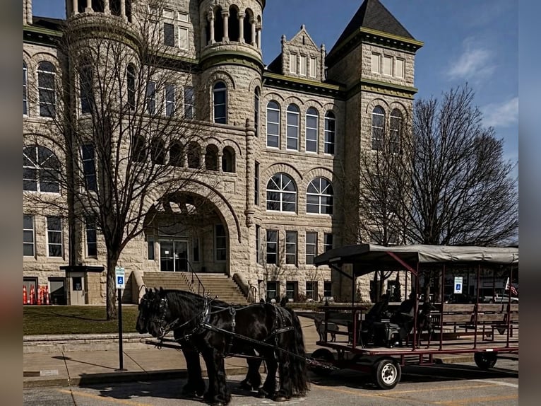 Cheval de trait Jument 13 Ans 165 cm Noir in Land O Lakes