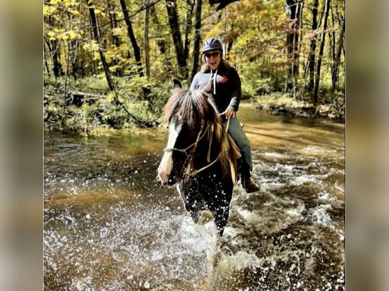Cheval de trait Jument 14 Ans 163 cm Pinto in Kerhonkson NY