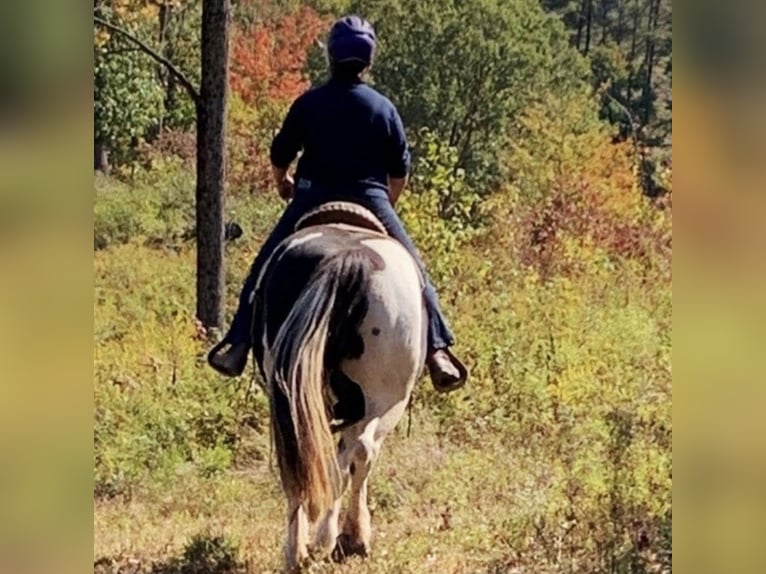 Cheval de trait Jument 14 Ans 163 cm Pinto in Kerhonkson NY
