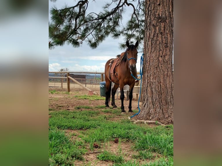 Cheval de trait Croisé Jument 15 Ans 163 cm Bai cerise in Durango